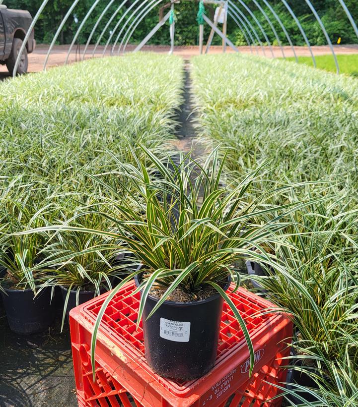 Carex morrowii EverColor® 'Everglow'