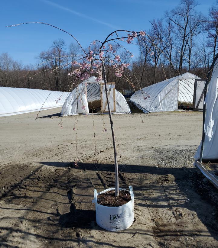 Prunus x Pink Snow Showers™