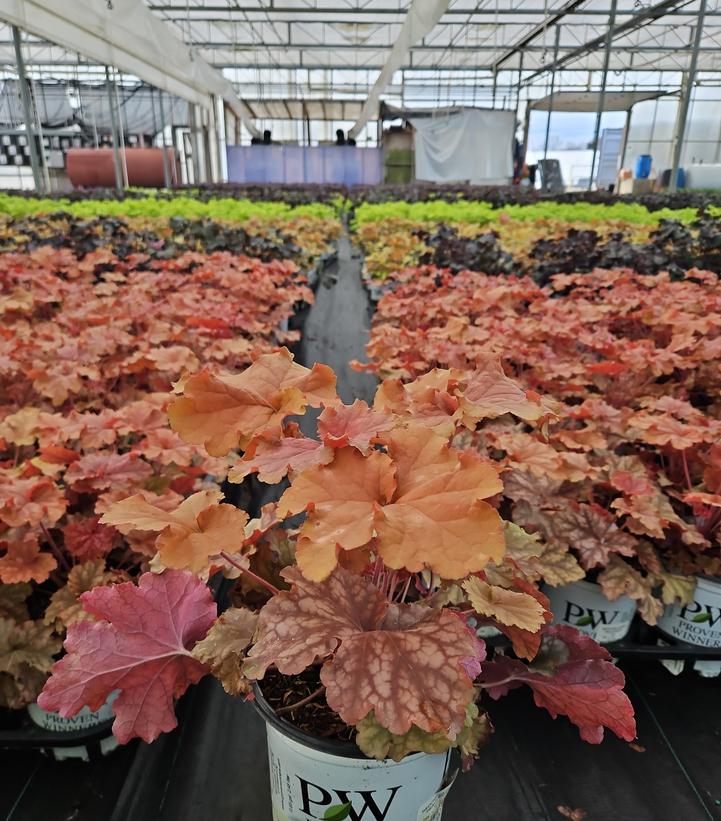 Heuchera hybrid Primo™ 'Peachberry Ice'