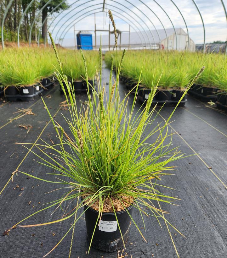 Sesleria autumnalis 