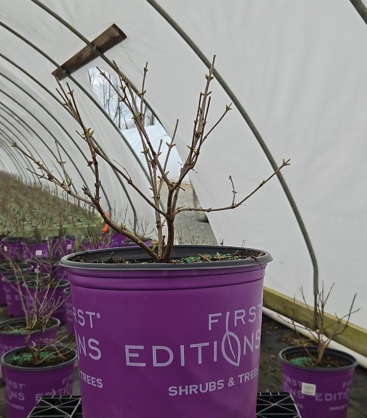 Cephalanthus occidentalis Fiber Optics®