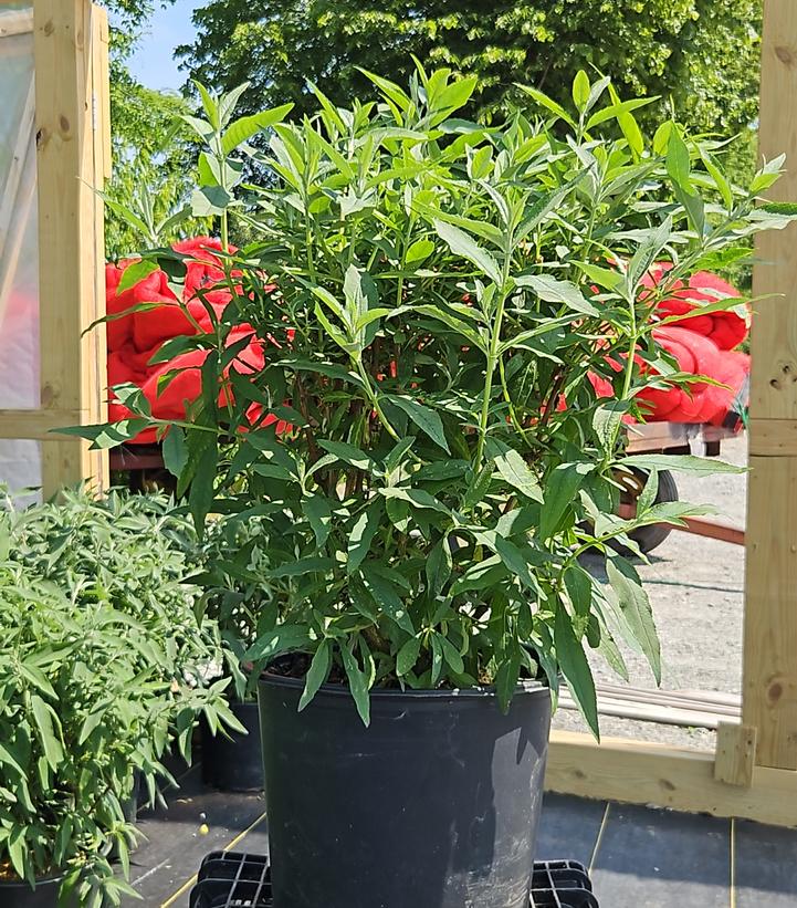 Buddleia davidii 'Pink Cascade'