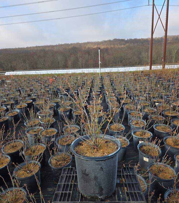 Vaccinium corymbosum 'Polaris'