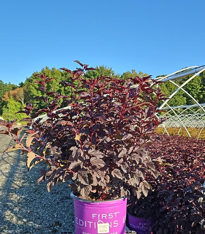 Physocarpus opulifolius Fireside®