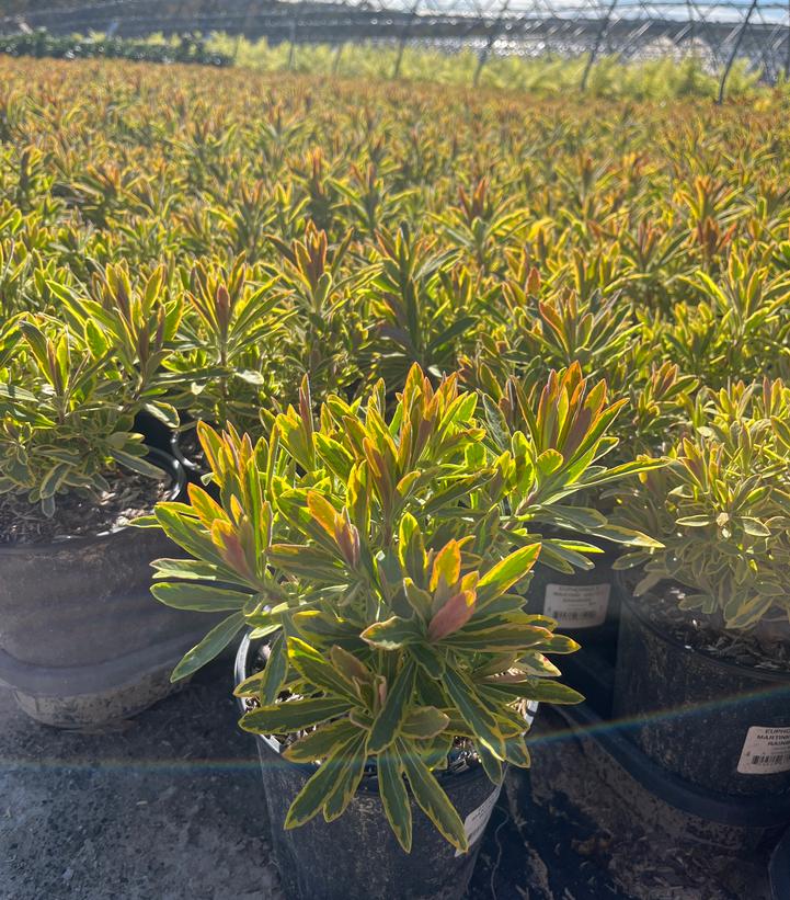 Euphorbia x martinii 'Ascot Rainbow'