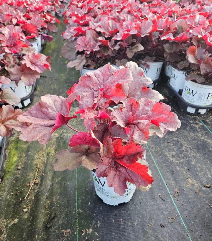 Heuchera hybrid Primo™ Primo™ 'Mahogany Monster'