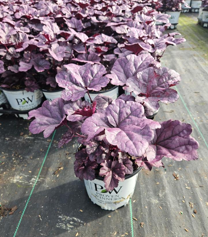 Heuchera hybrid Dolce® Dolce® 'Wildberry'
