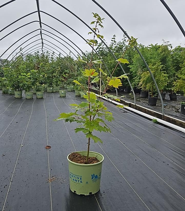 Acer saccharum 