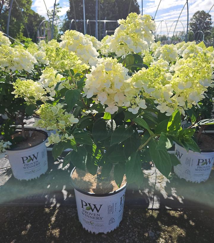 Hydrangea paniculata Fire Light®