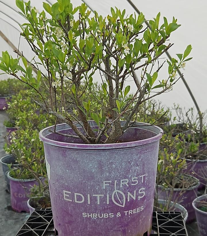 Prunus pumila 'Jade Parade'