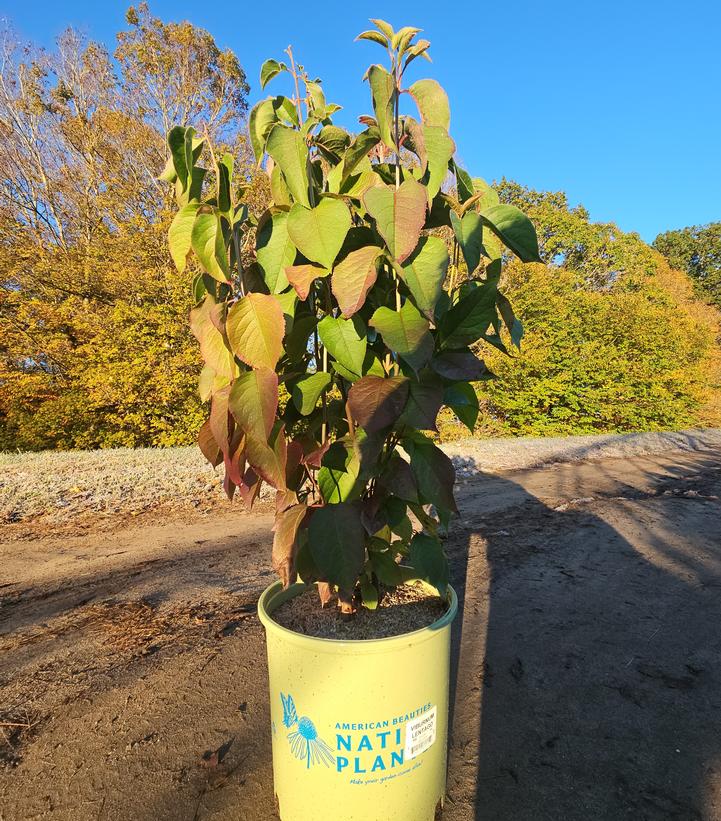 Viburnum lentago 