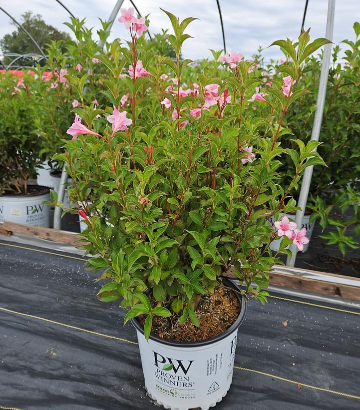 Weigela florida Sonic Bloom® Pure Pink