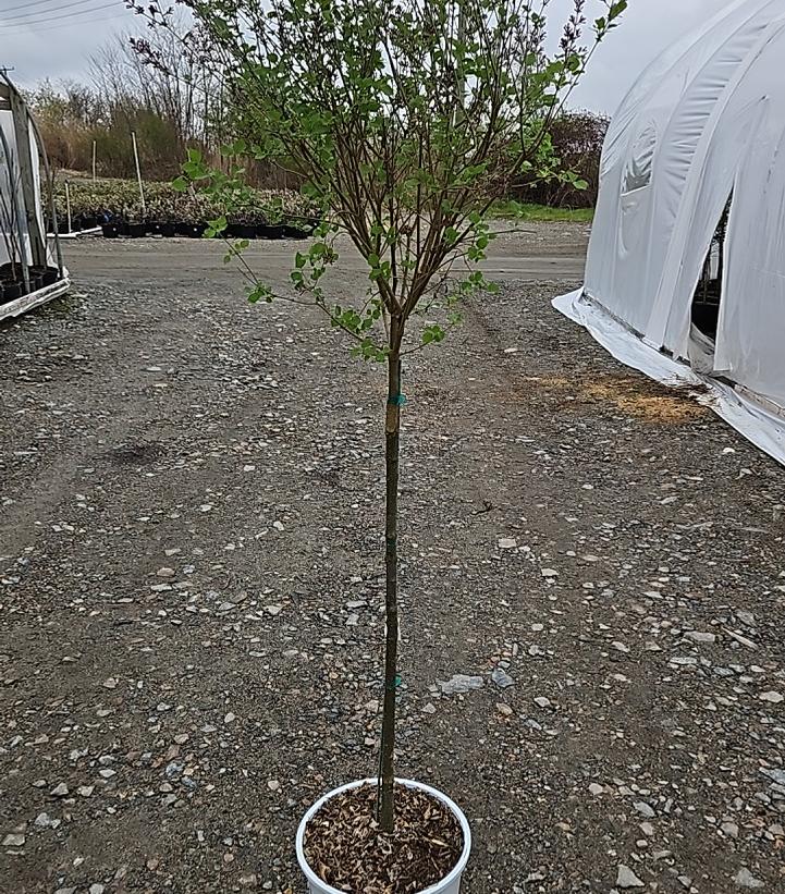 Syringa x Bloomerang® Bloomerang® Dark Purple