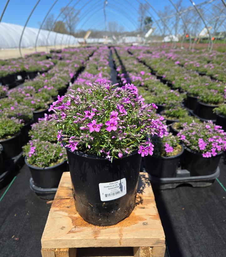 Phlox subulata 'Eye Shadow'