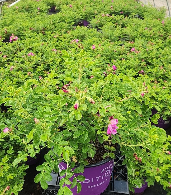 Rosa rugosa Lotty's Love™