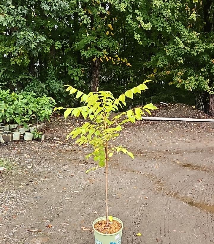 Juglans nigra 