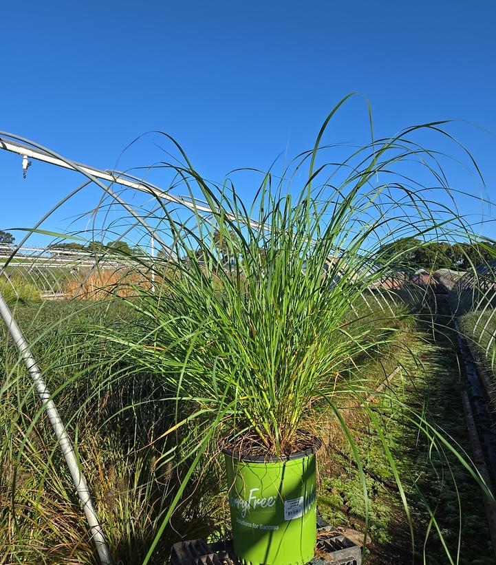 Pennisetum alopecuroides Cayenne™