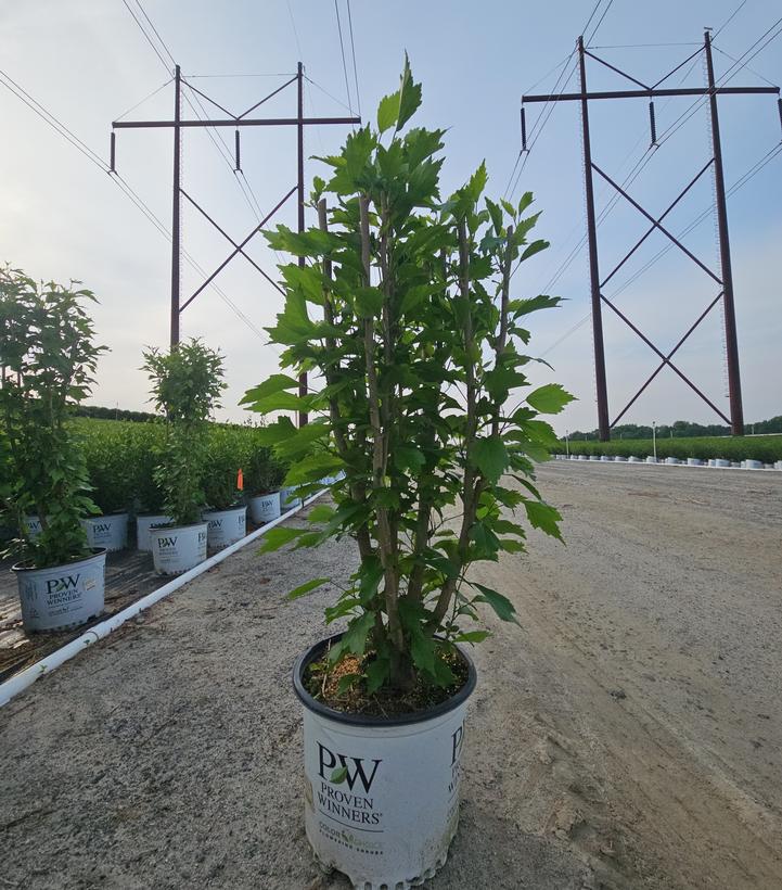 Hibiscus syriacus White Pillar®