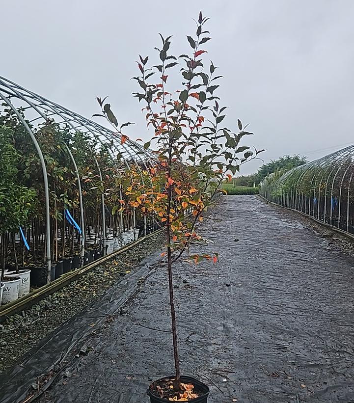 Malus X 'Prairiefire'