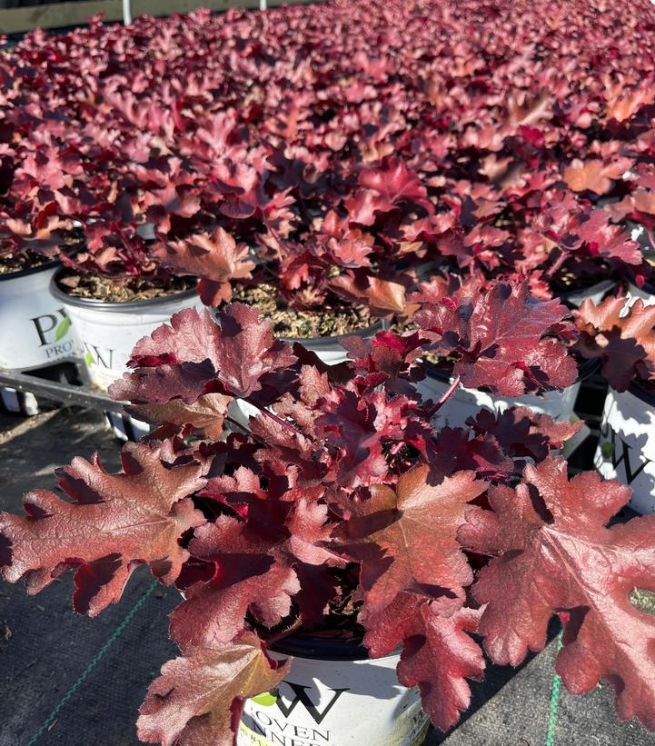 Heuchera hybrid Dolce® Dolce® 'Cherry Truffles'