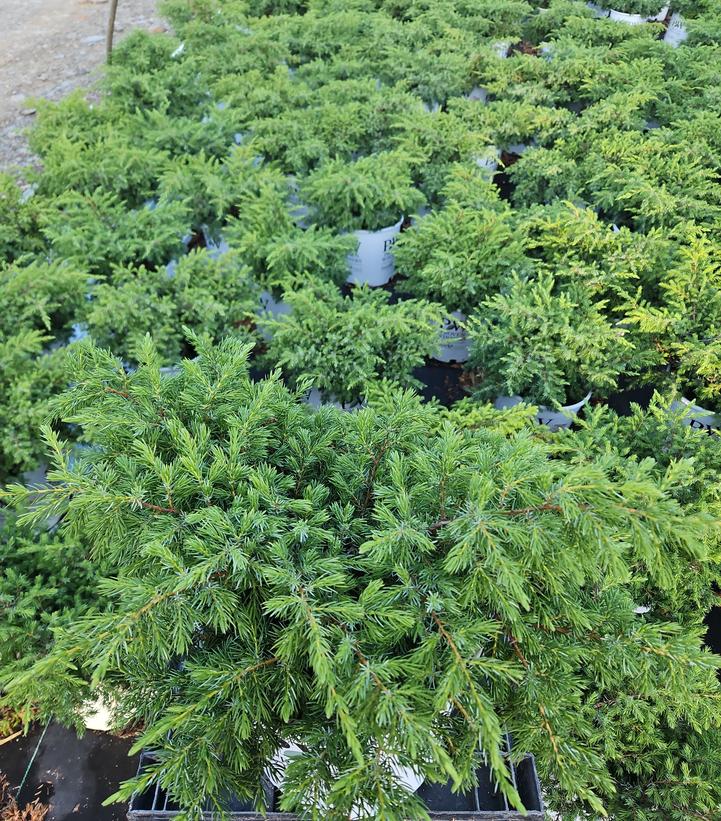Juniperus communis Tortuga®