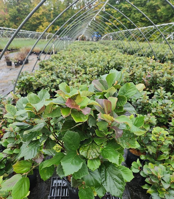 Fothergilla gardenii 