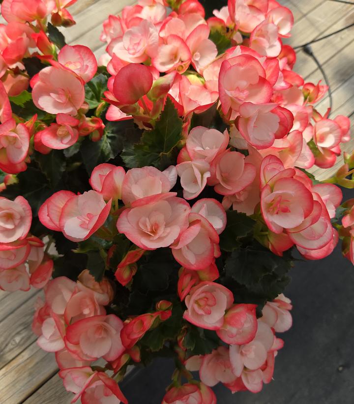 Begonia Rieger