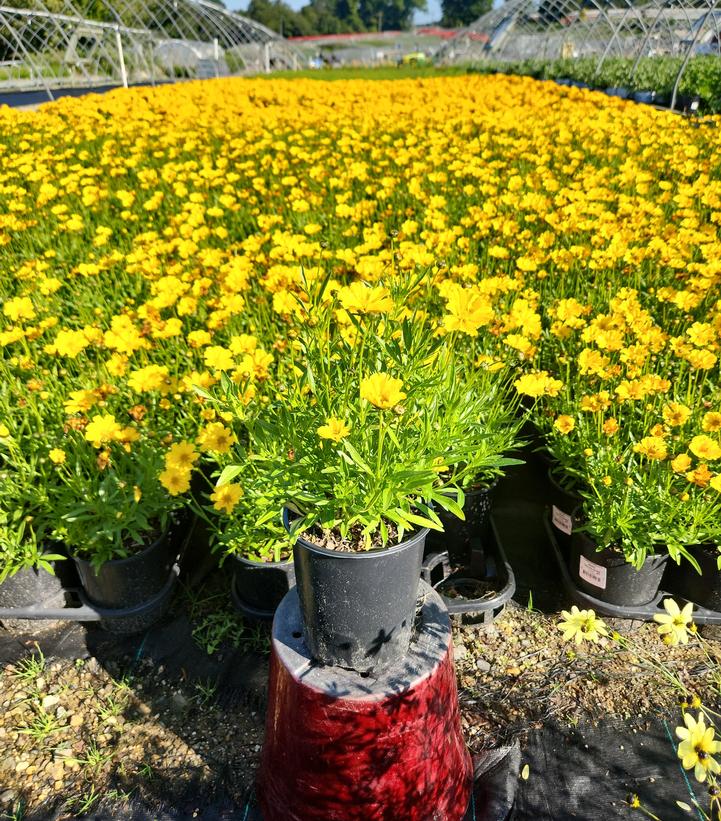 Coreopsis x Li'l Bang™ 'Goldilocks'