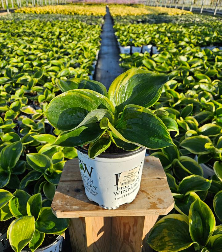 Hosta x Shadowland® Shadowland® 'Wu-La-La'