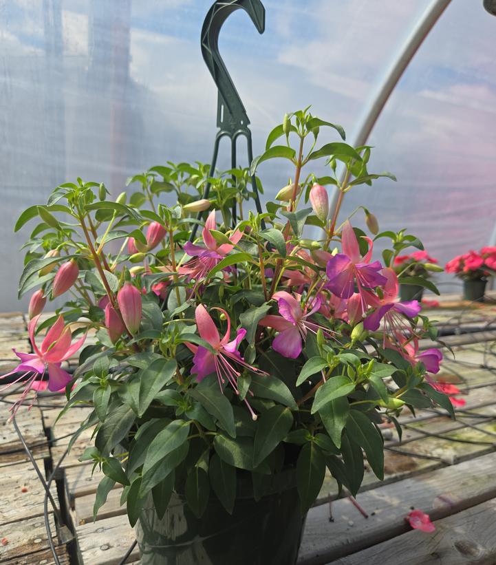 Fuchsia 