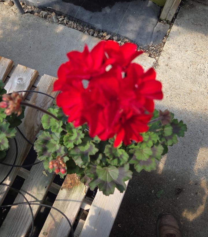 Geranium Zonal