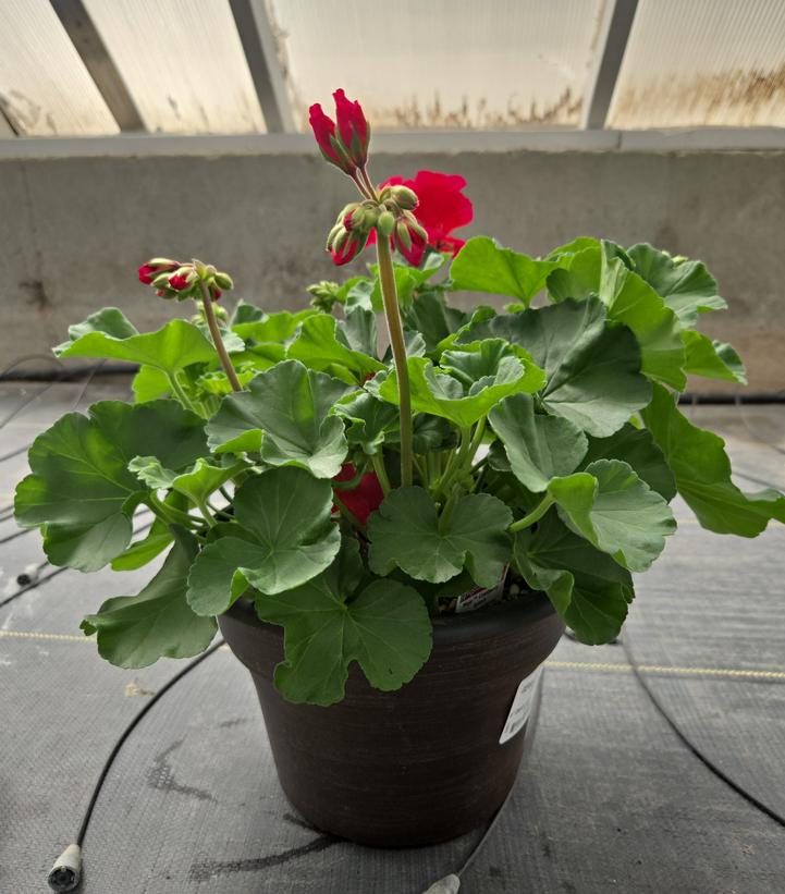 Geranium Zonal