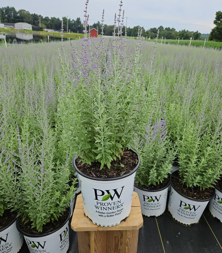 Perovskia atriplicifolia 'Sage Advice'
