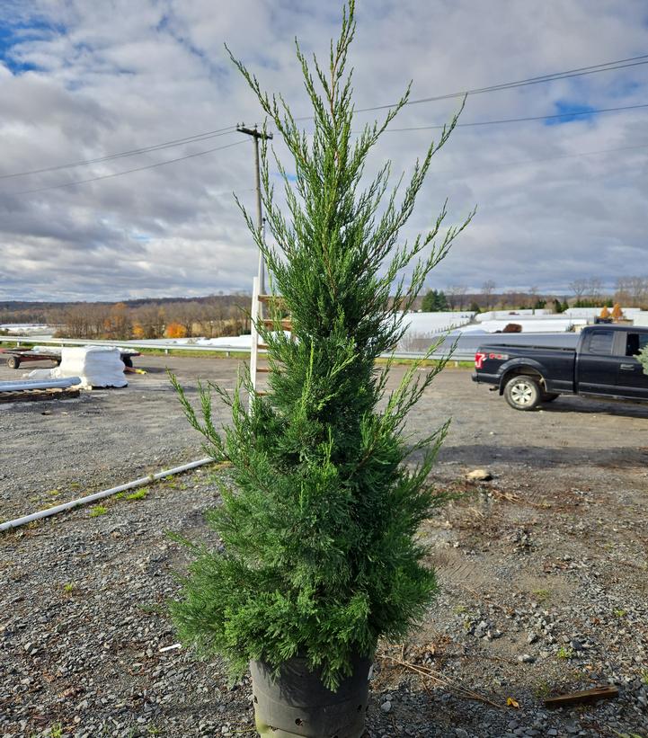 Juniperus c. Hetzii columnaris
