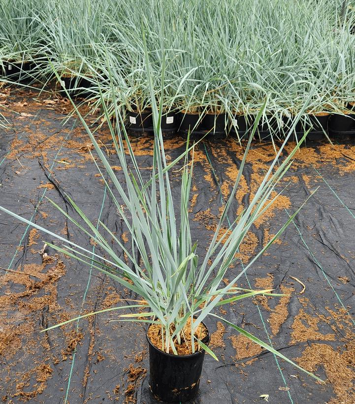 Leymus arenarius 'Blue Dune'