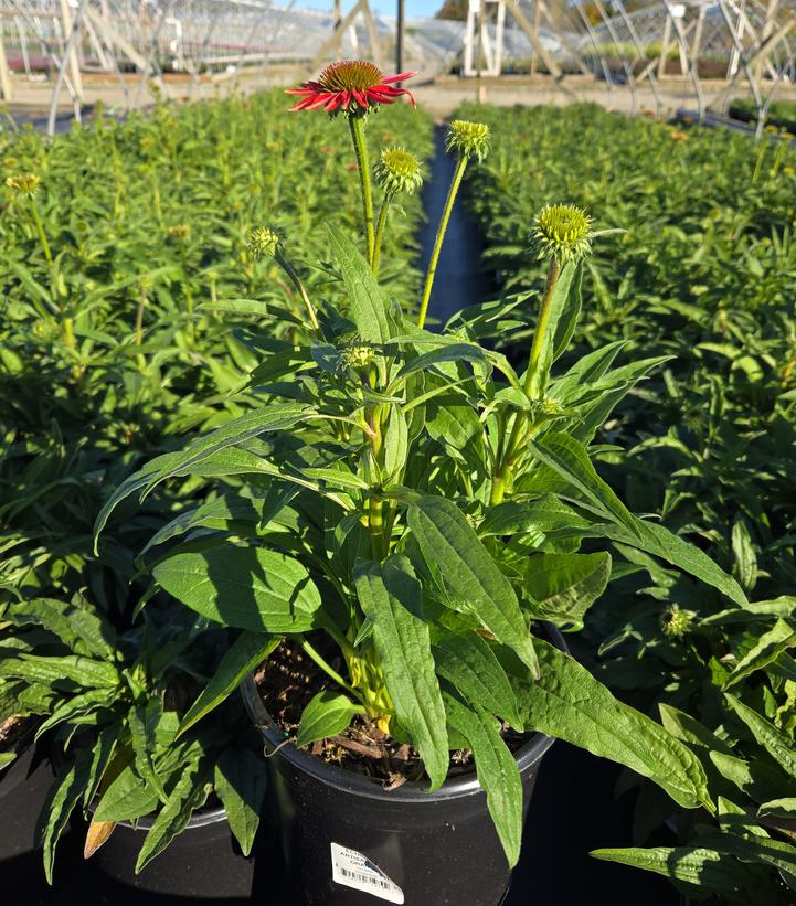 Echinacea x Artisan™ Soft Orange