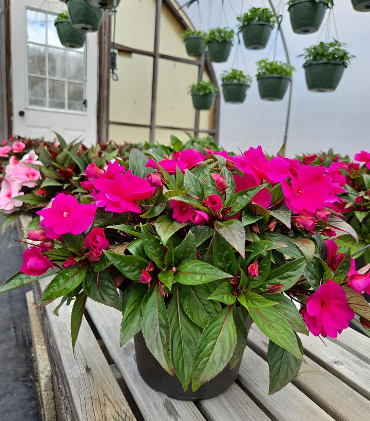 New Guinea Impatiens Assorted Mix
