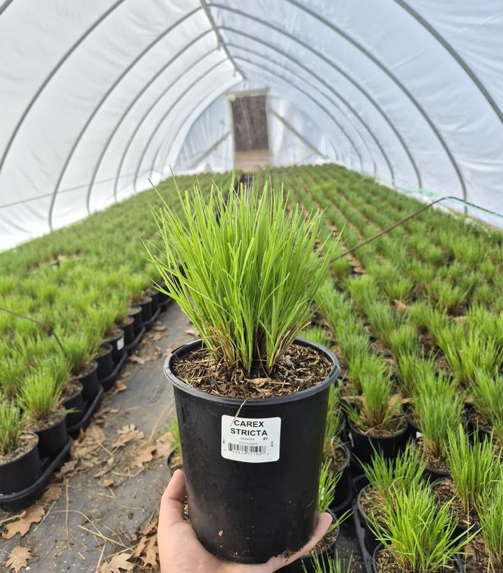 Carex stricta 