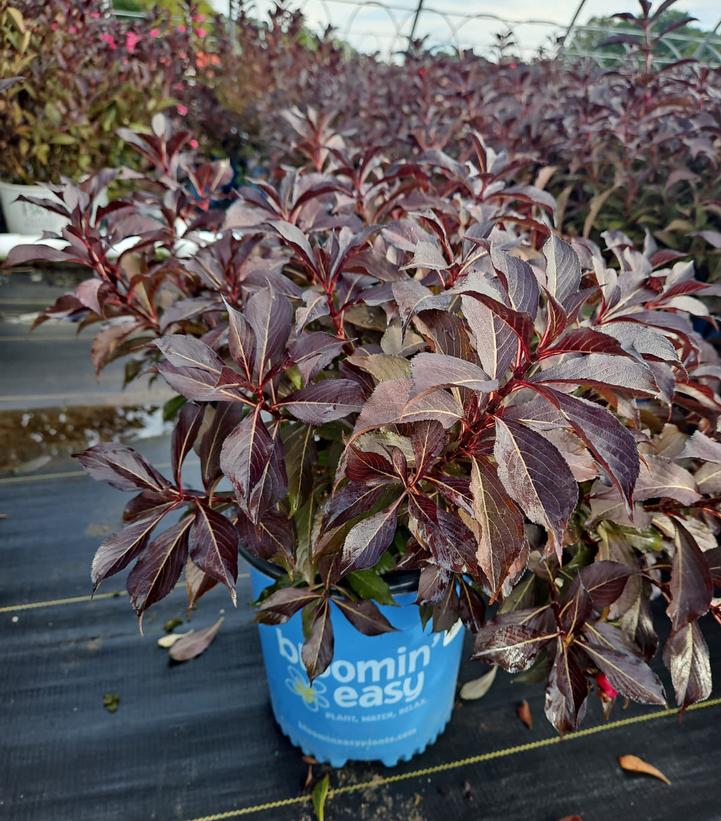 Weigela x Electric Love®