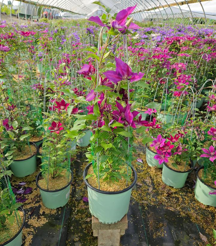 Clematis x Boulevard® Picardy™