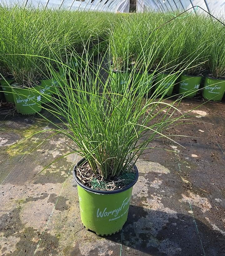 Miscanthus sinensis Scout™