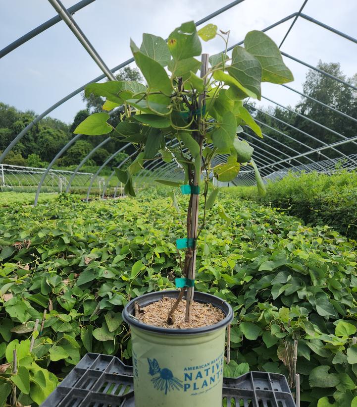Aristolochia macrophylla 