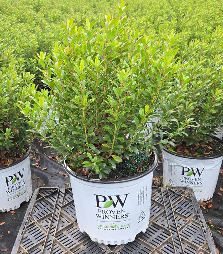 Ilex glabra Strongbox®