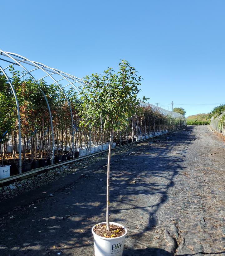 Malus x LOLLIPOP®