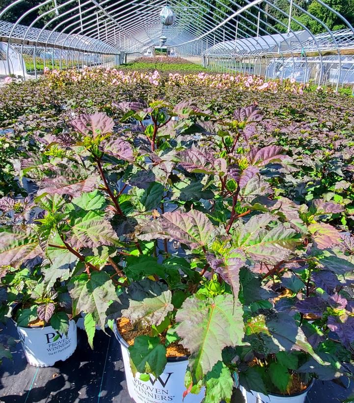 Hibiscus x Summerific® Spinderella