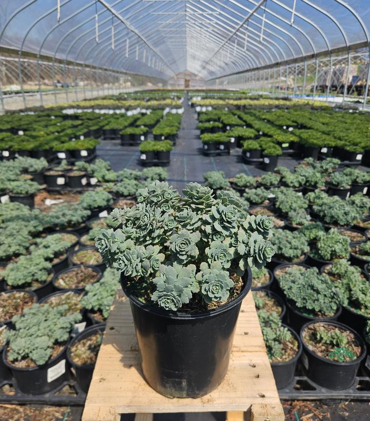Sedum cauticola 'Steel the Show'