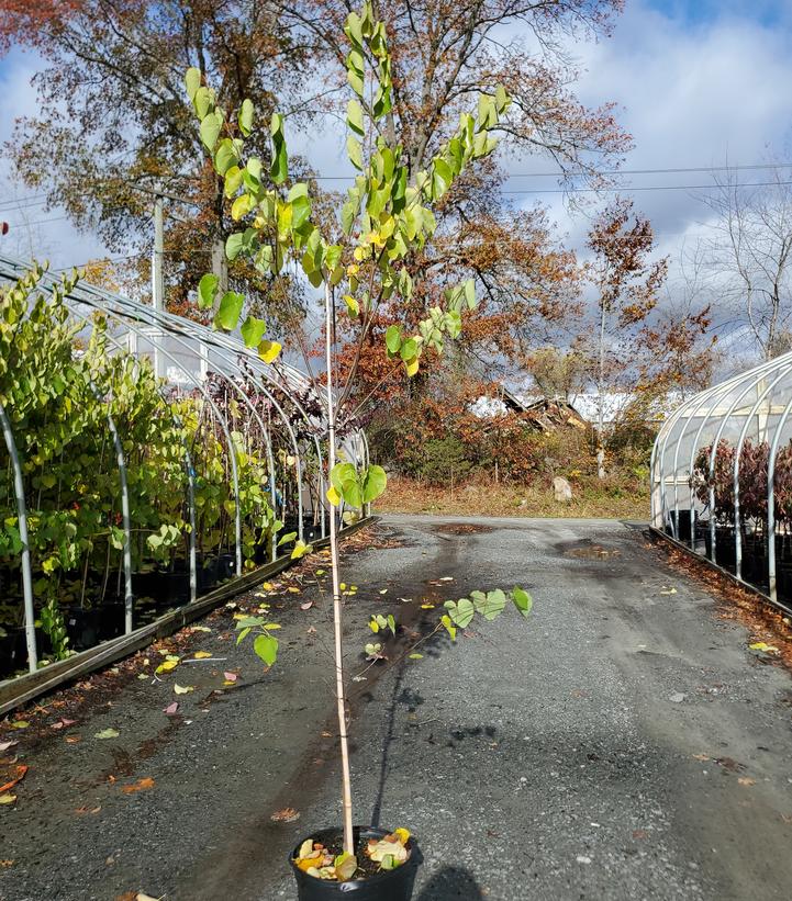 Cercis canadensis 'Pink Pom Poms'