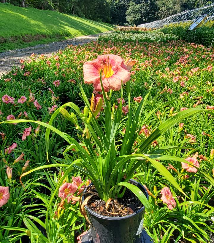 Hemerocallis 'Rosy Returns'
