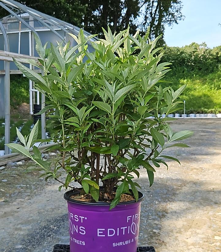 Buddleia davidii Funky Fuchsia™