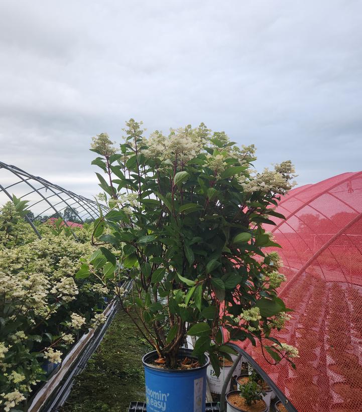 Hydrangea paniculata Torch™